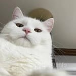 Avatar de Iván Domínguez